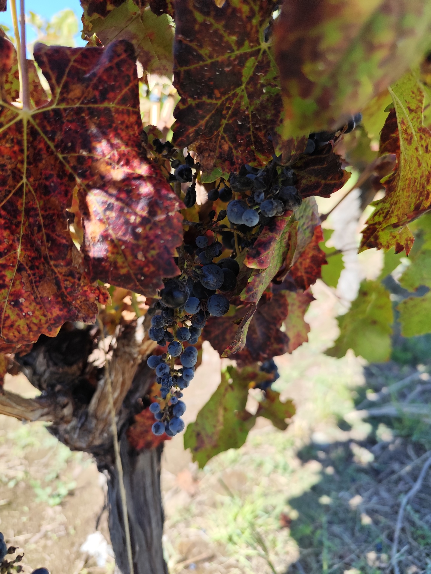 Detalhe de folhas da videira