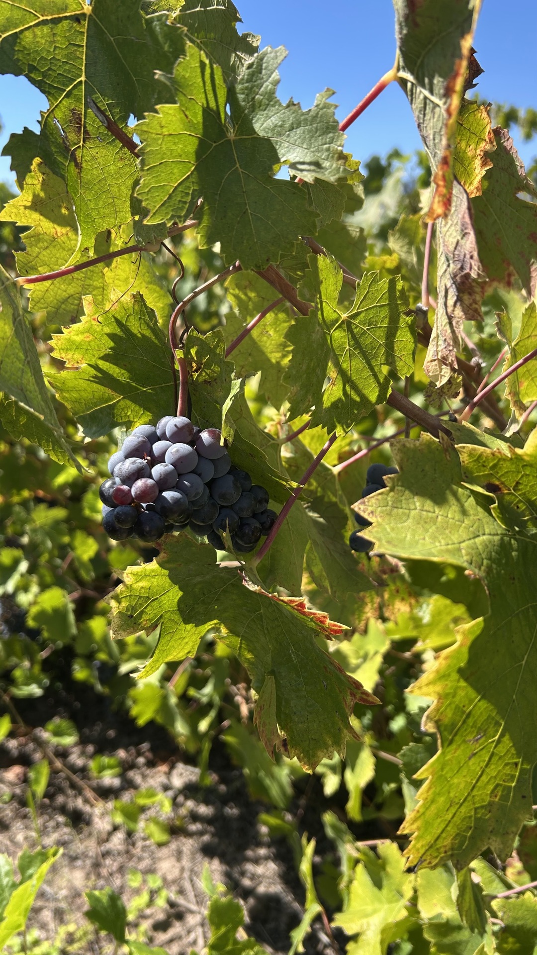 Detalhe de uvas no vinhedo